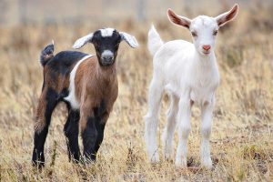 Baby_goats_jan_2007_crop