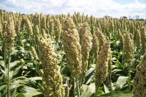 blancosorgo